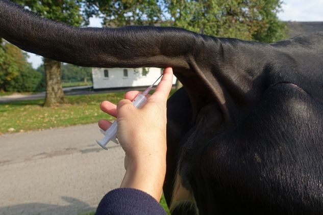 Blutentnahme aus der Caudalvene bei einer Kuh