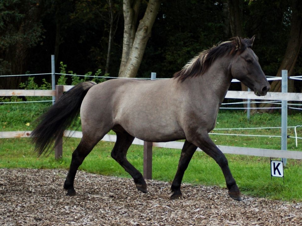 Equines Sarkoid Pferd