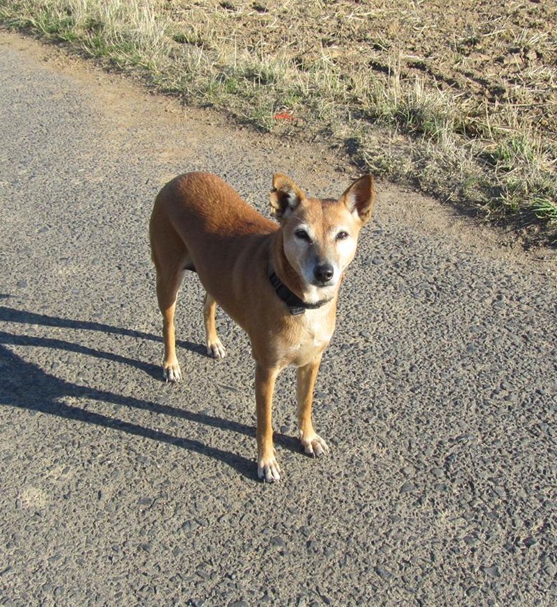 Hündin Katinka beim Spaziergang