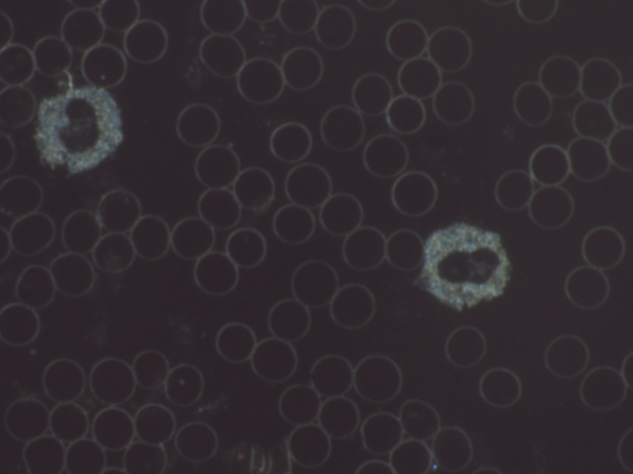 Blutzellen unter dem Dunkelfeldmikroskop