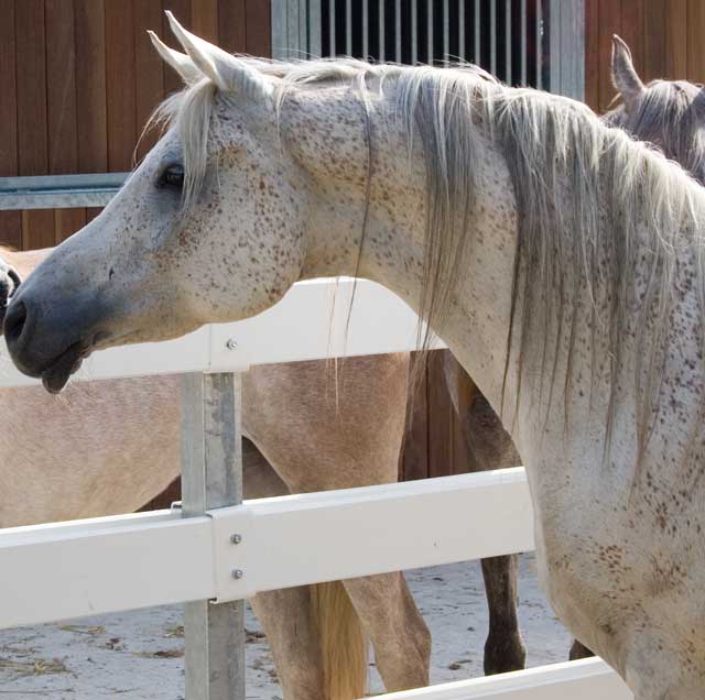 Behandlung altes Pferd mit Ernährungsberatung, Akupunktur und Homöopathie